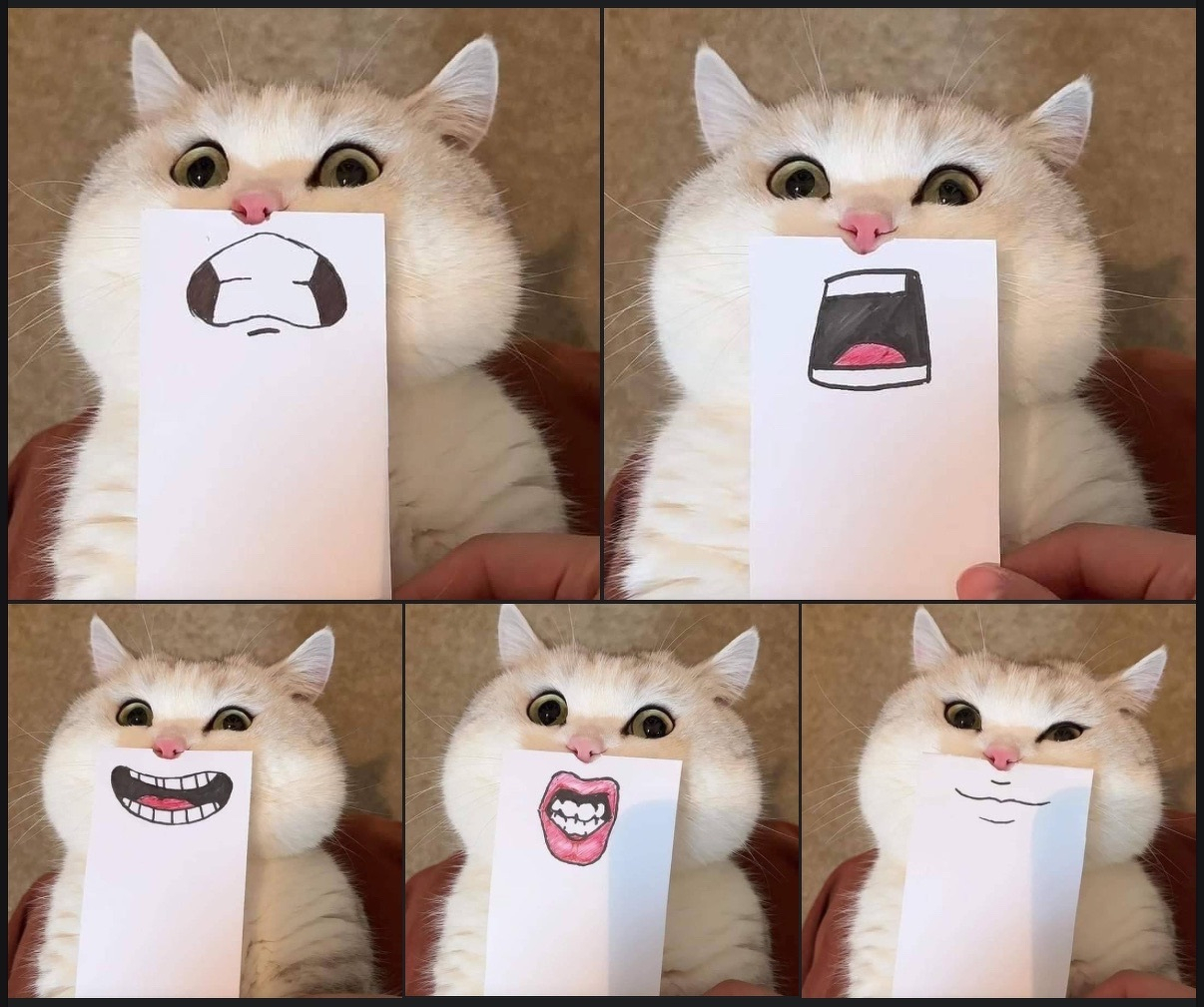 A fluffy cat appears with different cartoon mouths drawn on paper held in front of its face, creating humorous expressions.